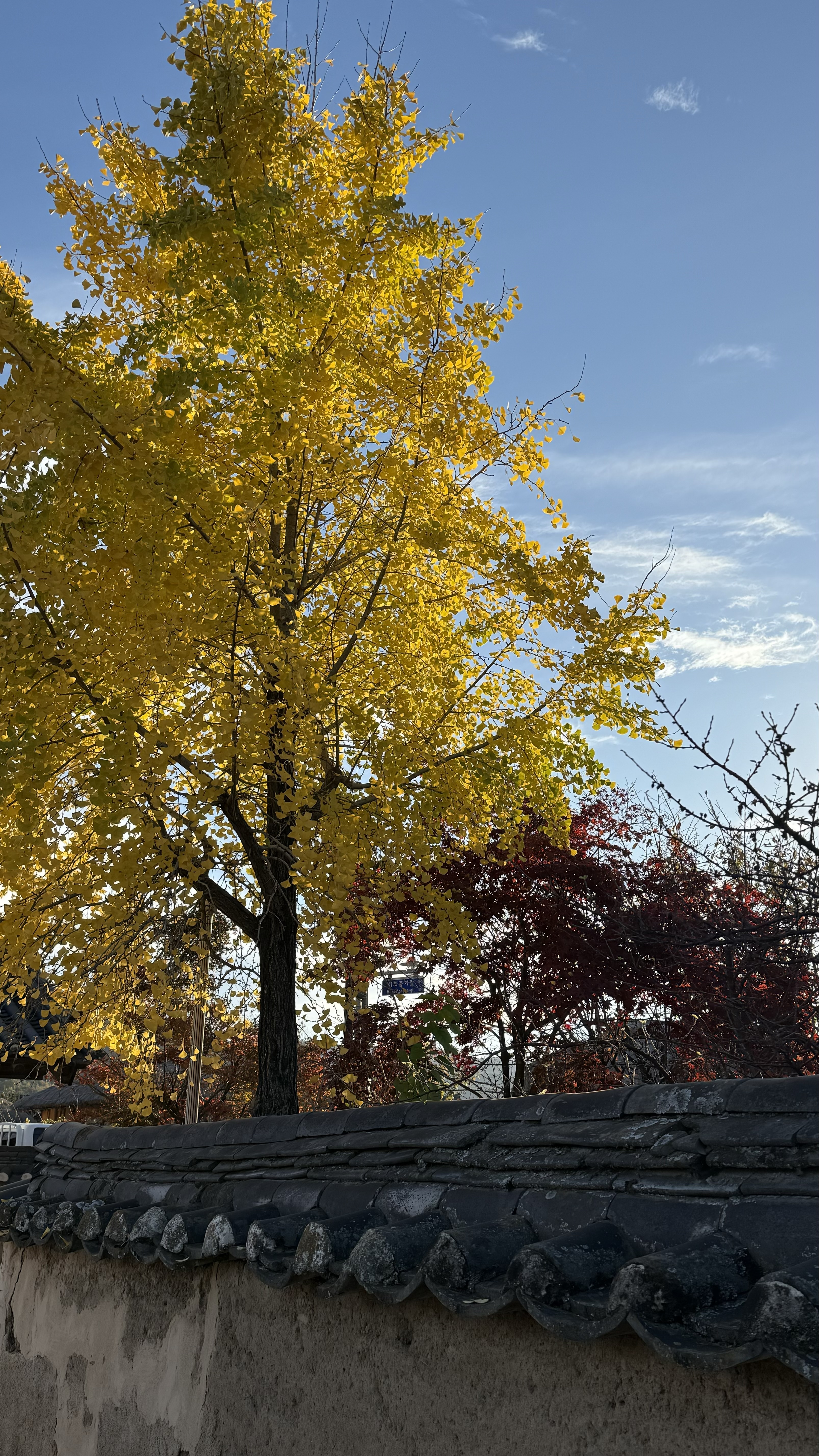 노랗게 물든 은행나무를 보며 기분 전환