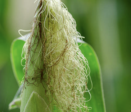 신장에 좋은 음식 7가지 조리법 나쁜 음식 등 총정리(최신)