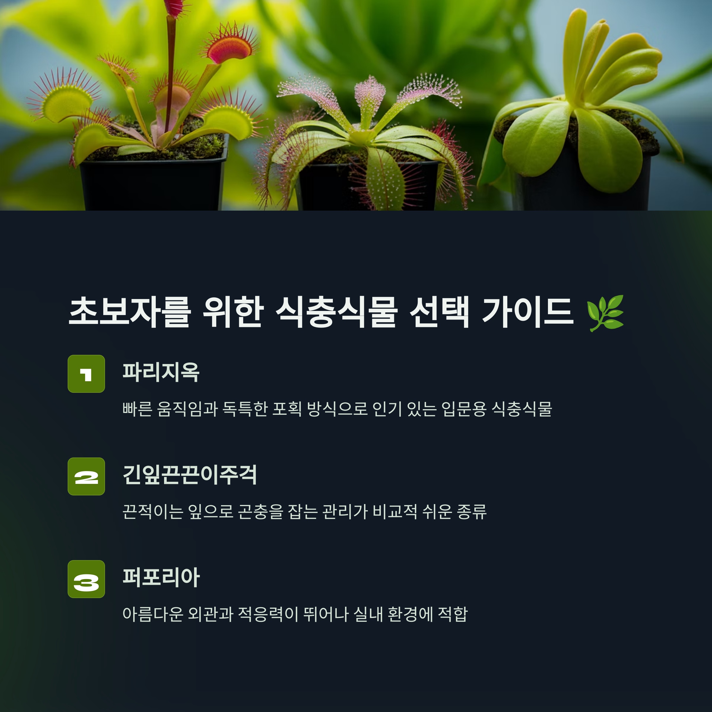 초보자를 위한 식충식물 선택 가이드: 파리지옥, 긴잎끈끈이주걱, 퍼포리아