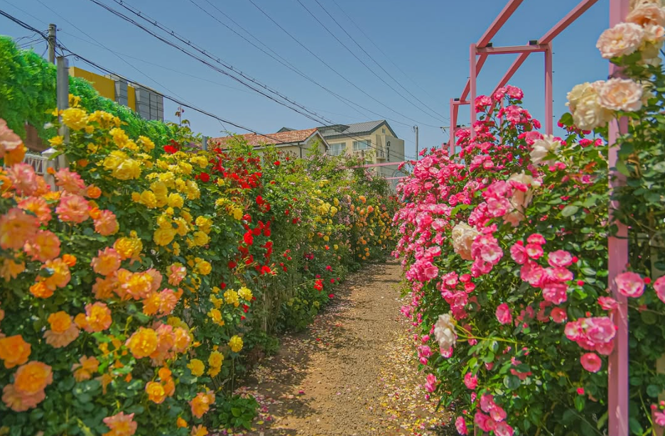 지금 안 가면 1년 기다려야 해! 제주 아일로사 장미정원, 6월 꽃구경 명소!