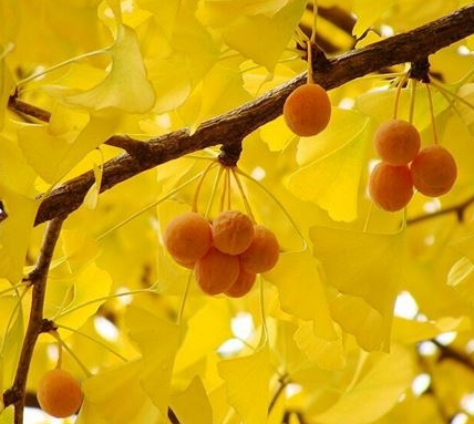 가을에 피는 꽃 은행나무-열매