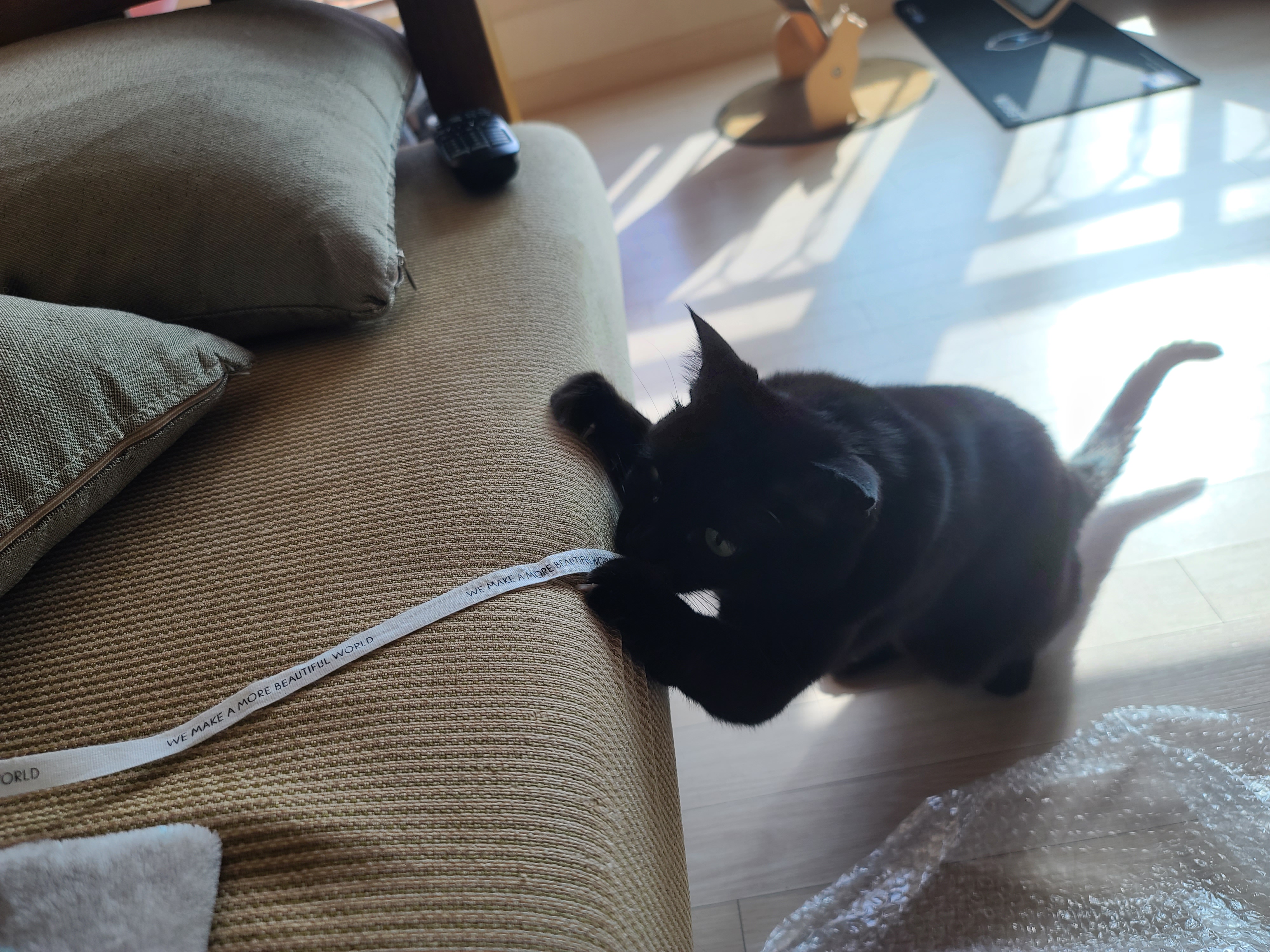 리본끈 하나로도 행복한 고양이들(feat.고양이들이랑 놀아주는 방법)