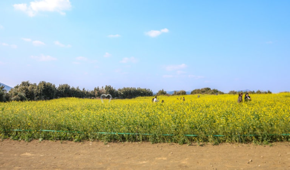 성산일출봉 유채꽃