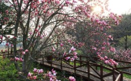 목원 목련축제(2025) 예약 및 여행코스 관련 사진