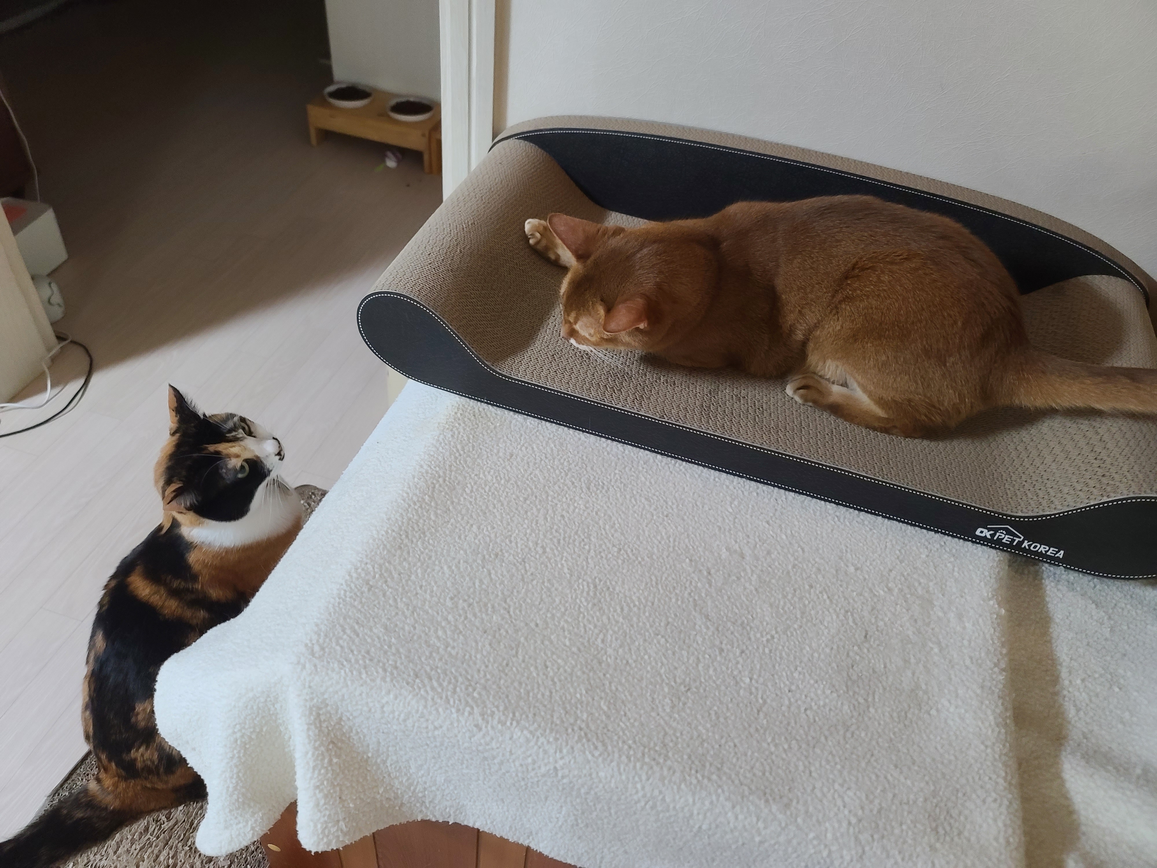 고양이들 스크래쳐를 교체했다.(자동차스크래쳐,침대형스크래쳐)