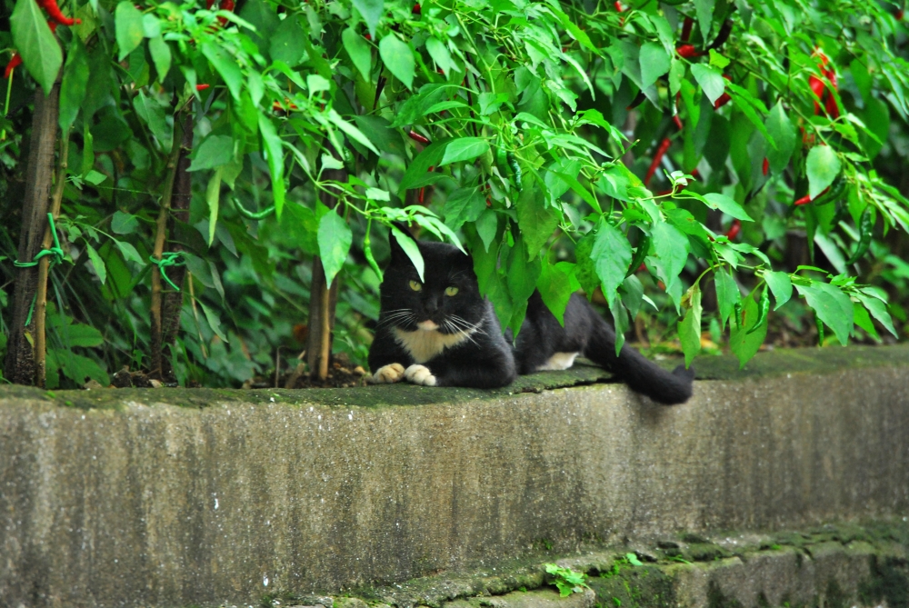 주례동 온골행복마을 고양이