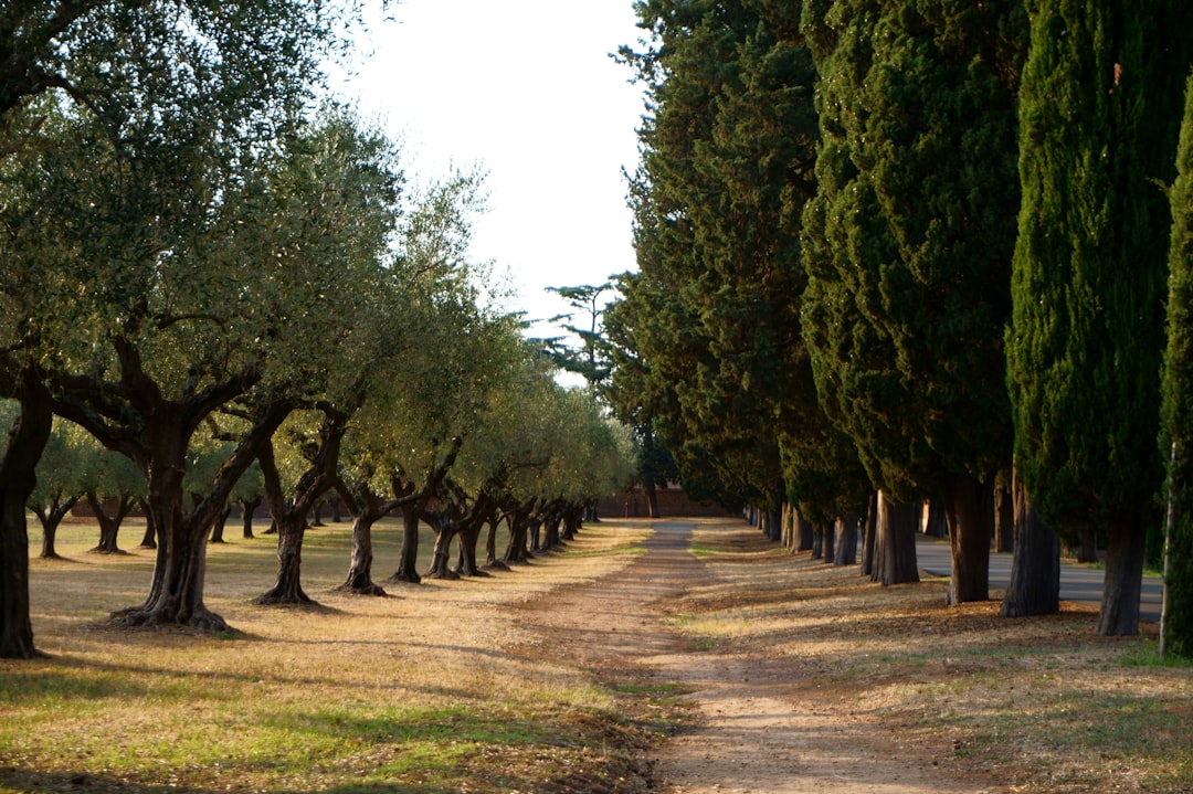 Cypress.