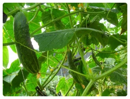 오이 재배 유인 방법 곁순 정리 수분 관리_7