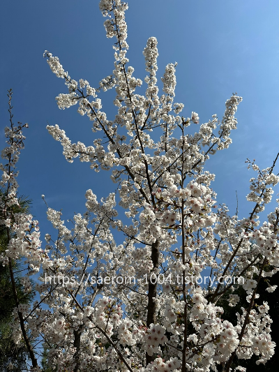 평화공원 가는 길 벚꽃2