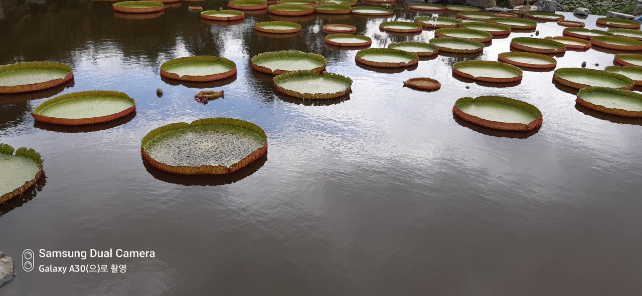 강진 남미륵사 빅토리아연