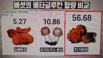 차가버섯 효능