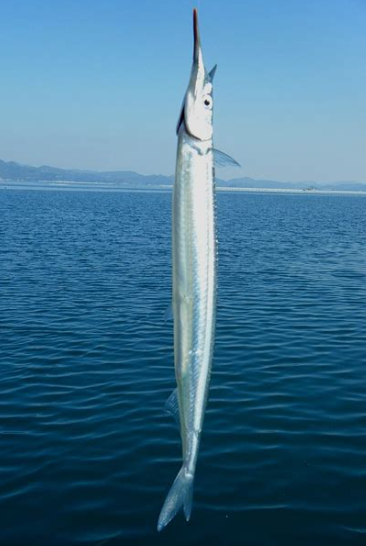 6시내고향 학꽁치낚시 섬마을바다풍경 경남 거제