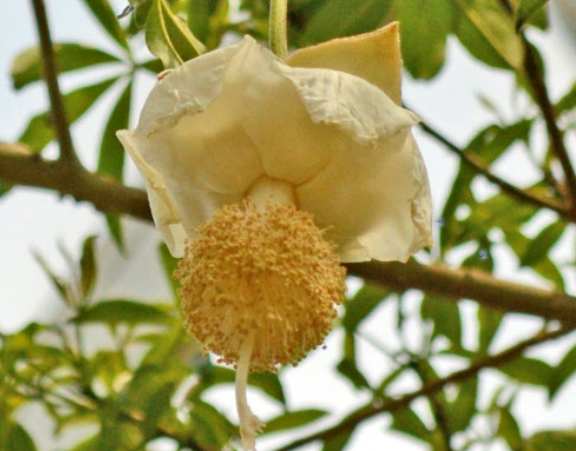 바오밥, 장·면역·피부 건강을 동시에