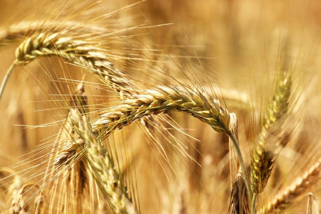 Barley