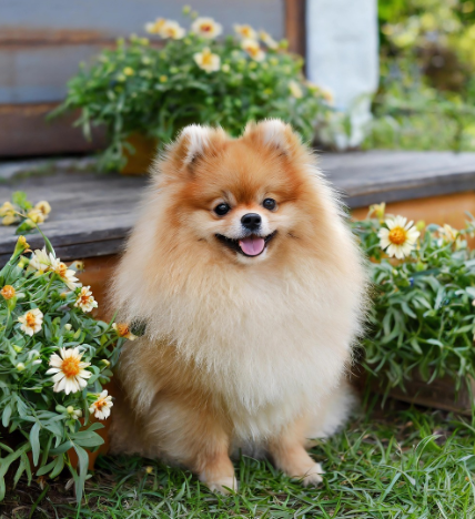 포메라니안 사진