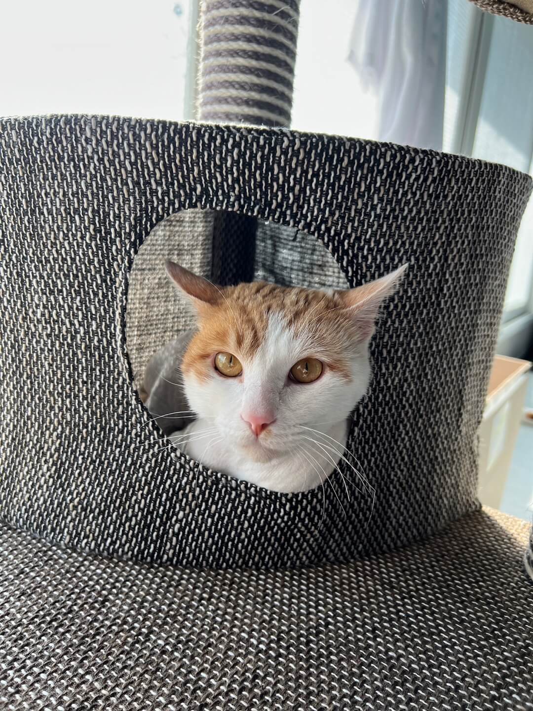 캣 타워 안에 들어간 사진