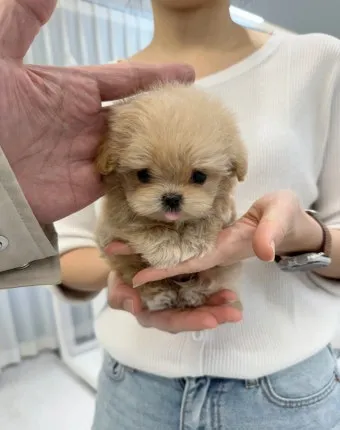 말티푸가격 2024년 솔직한 분양가 정보_8