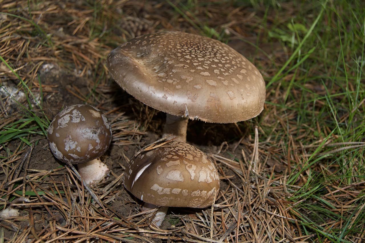 버섯의 생장 주기와 생태적 의의