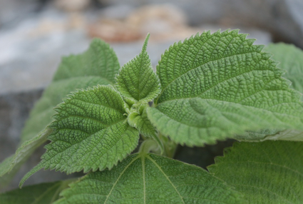 입맛 돋우는 깻잎무침 레시피, 여름철 밥도둑