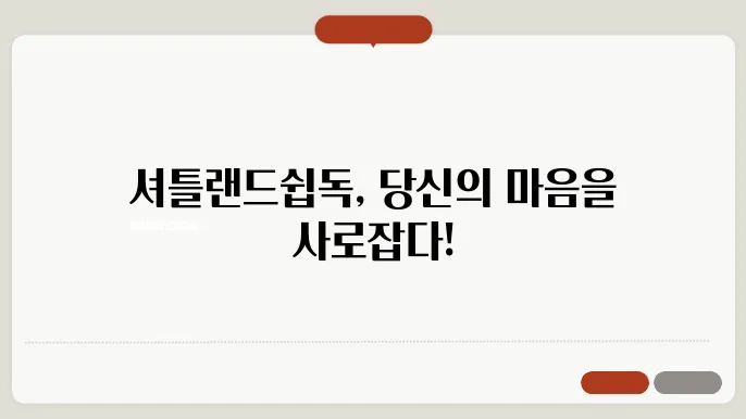 셔틀랜드쉽독 성격 알아보기