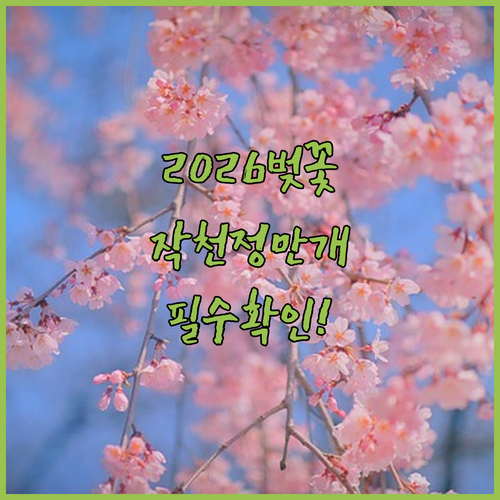 2026년 울산 울주군 벚꽃 개화시기..