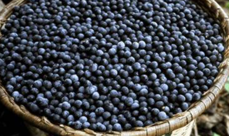 아시이베리의 모습