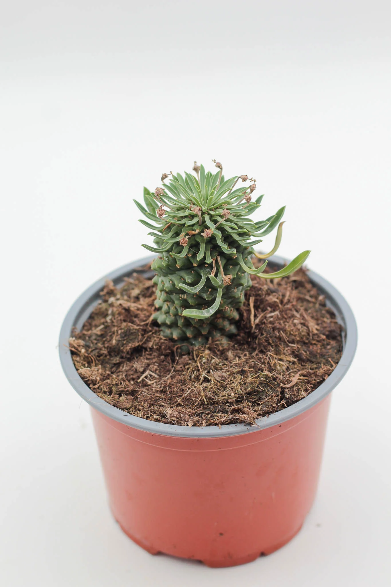 괴마옥 기르기 키우기 번식 다육 물주기 자르기 꽃 옷자람 분갈이