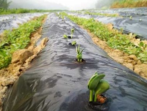 이랑농장