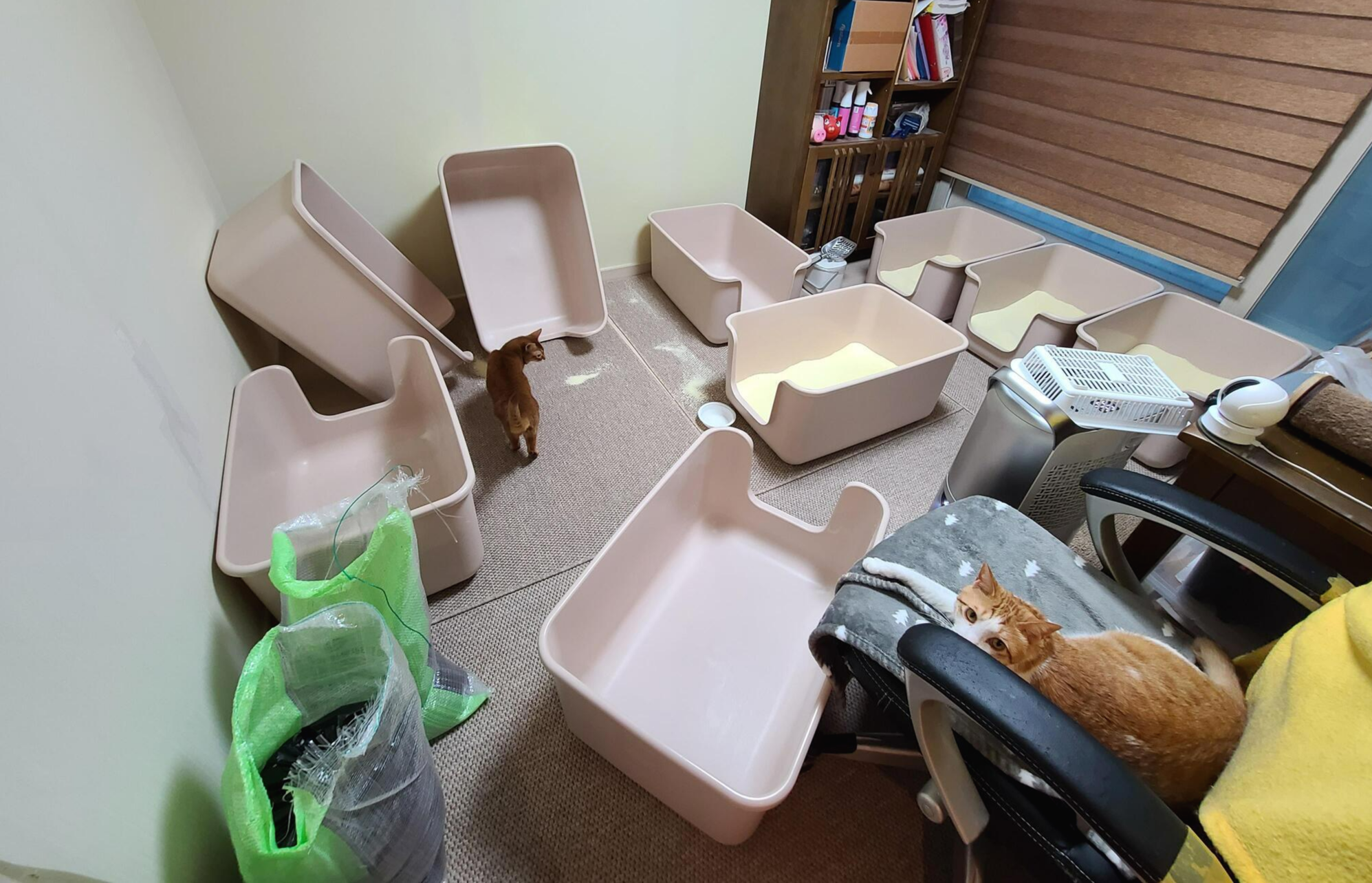 고양이 모래와 화장실의 중요성. 고양이 화장실 변천사