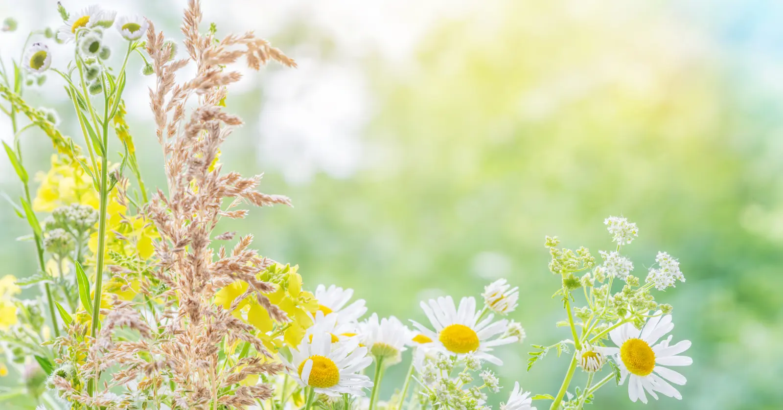 곰배령 예약하기: 한눈에 보는 절차