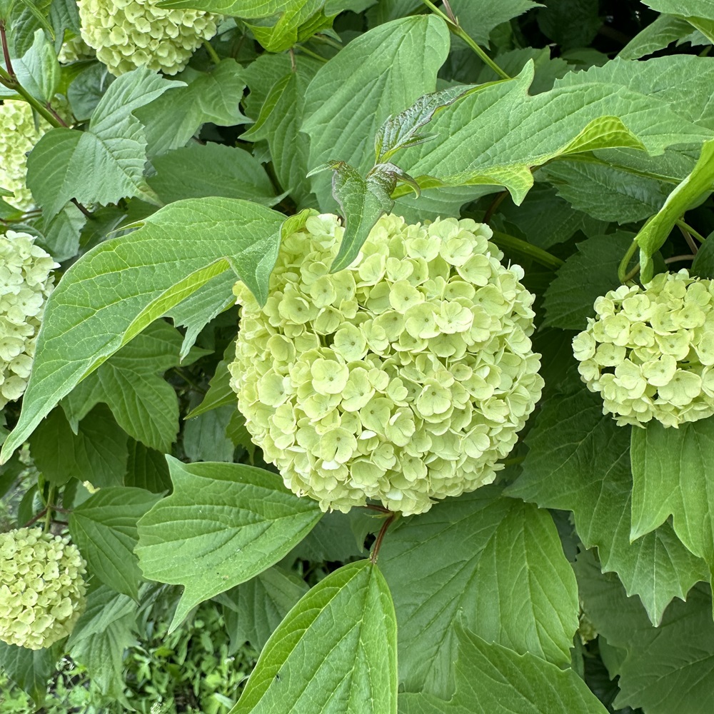 불두화 키우기 수국 꽃 목수국 