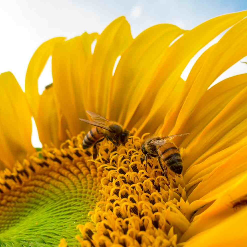 파주 해바라기 축제