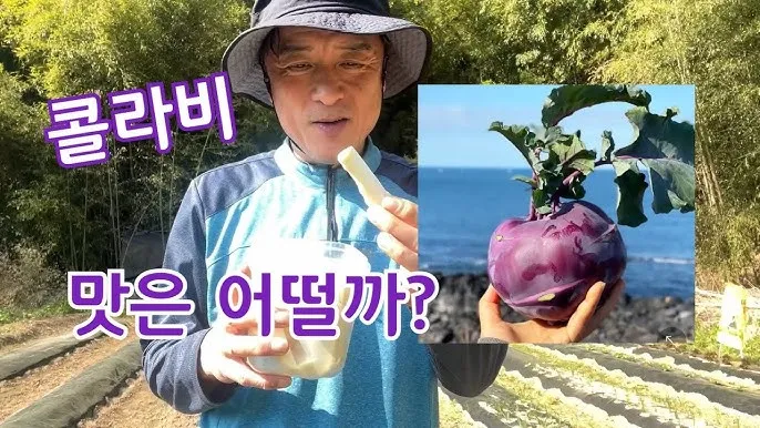 콜라비 재배 모종 선택 빛 관리 당도 높이기_8