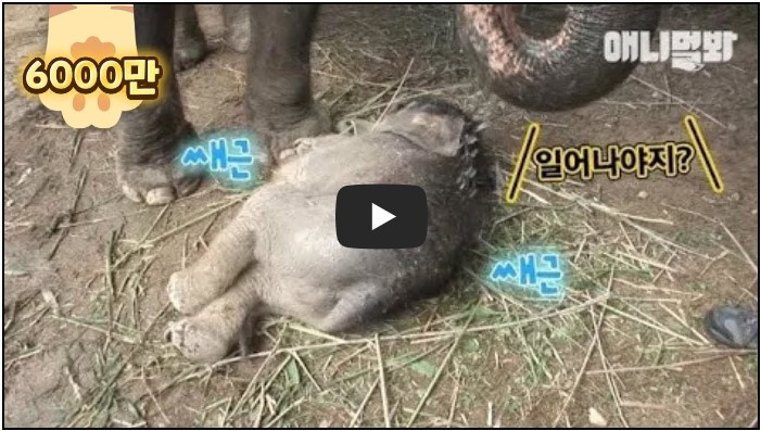 반려동물 유튜버 TOP 10 10