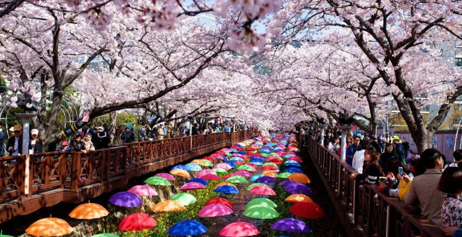 2025 대한민국 벚꽃 개화 시기 총정리! 지역별 명소 &amp; 축제 일정