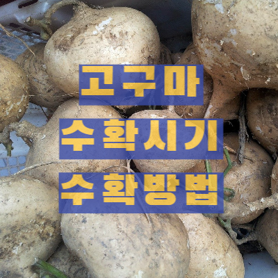 고구마 수확시기 및 수확방법