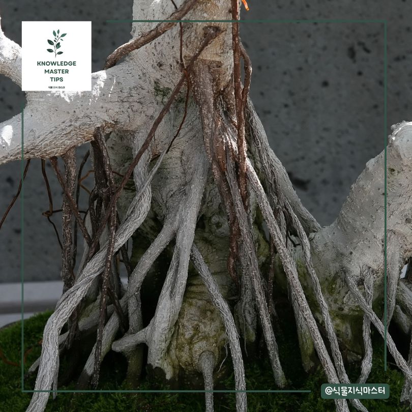 대만 고무나무 줄기