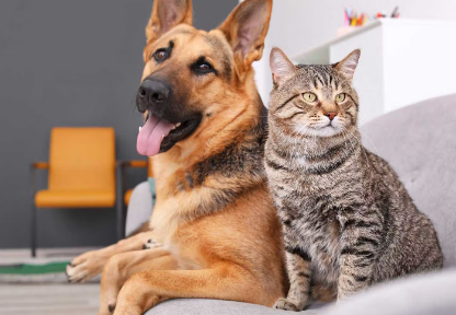 개와 고양이를 함께 키워도 괜찮은가?