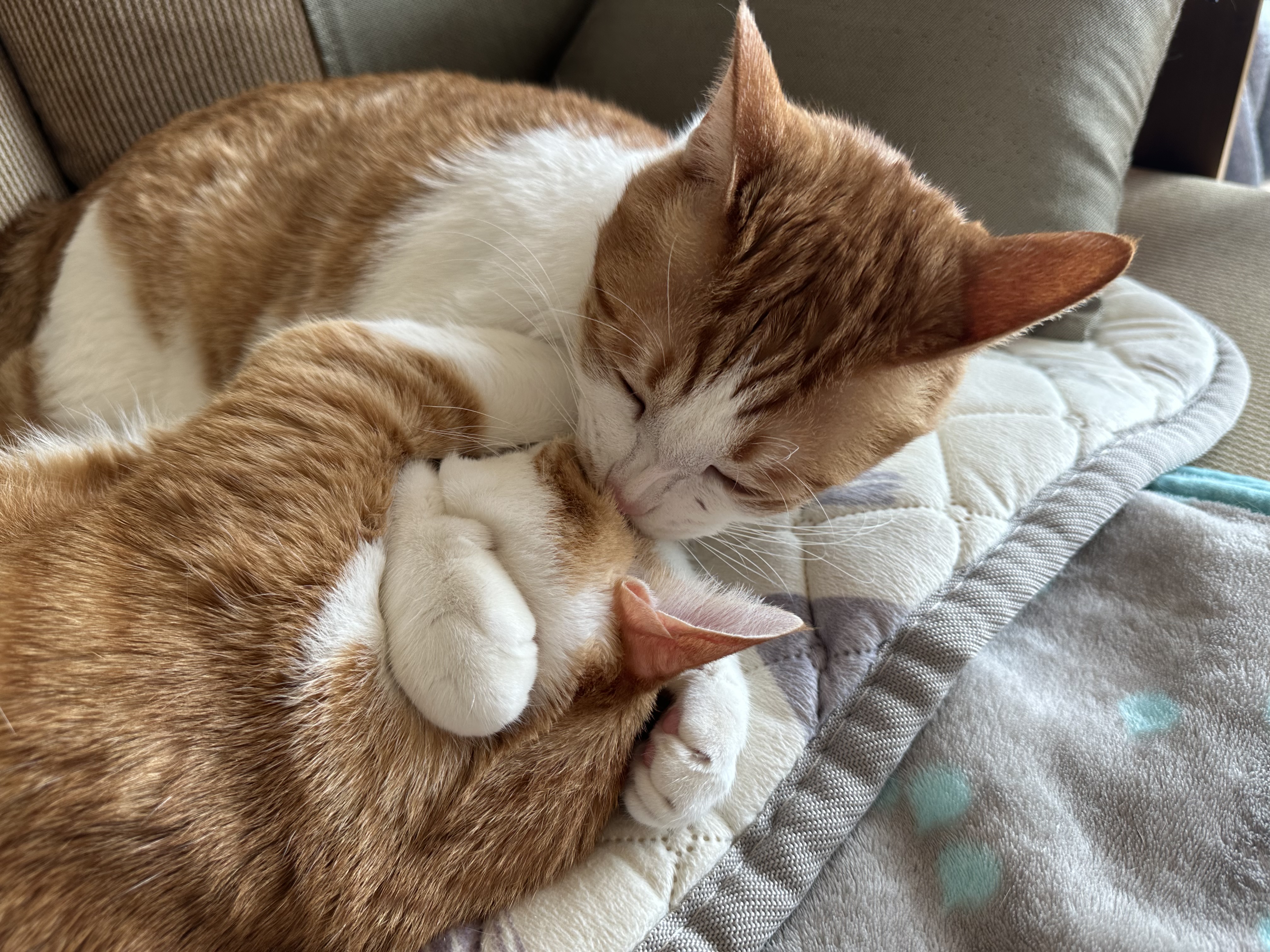 형아랑 놀고 싶어서 머리까지 깨물었지만...(feat.잔뜩 실망한 막둥이)