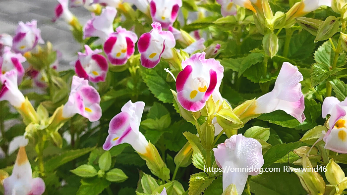 토레니아 푸르니에리(Torenia fournieri)위시본 플라워(Wishbone flower)