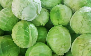 양배추