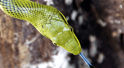 뱀이 옷 속으로 파고드는 꿈해몽