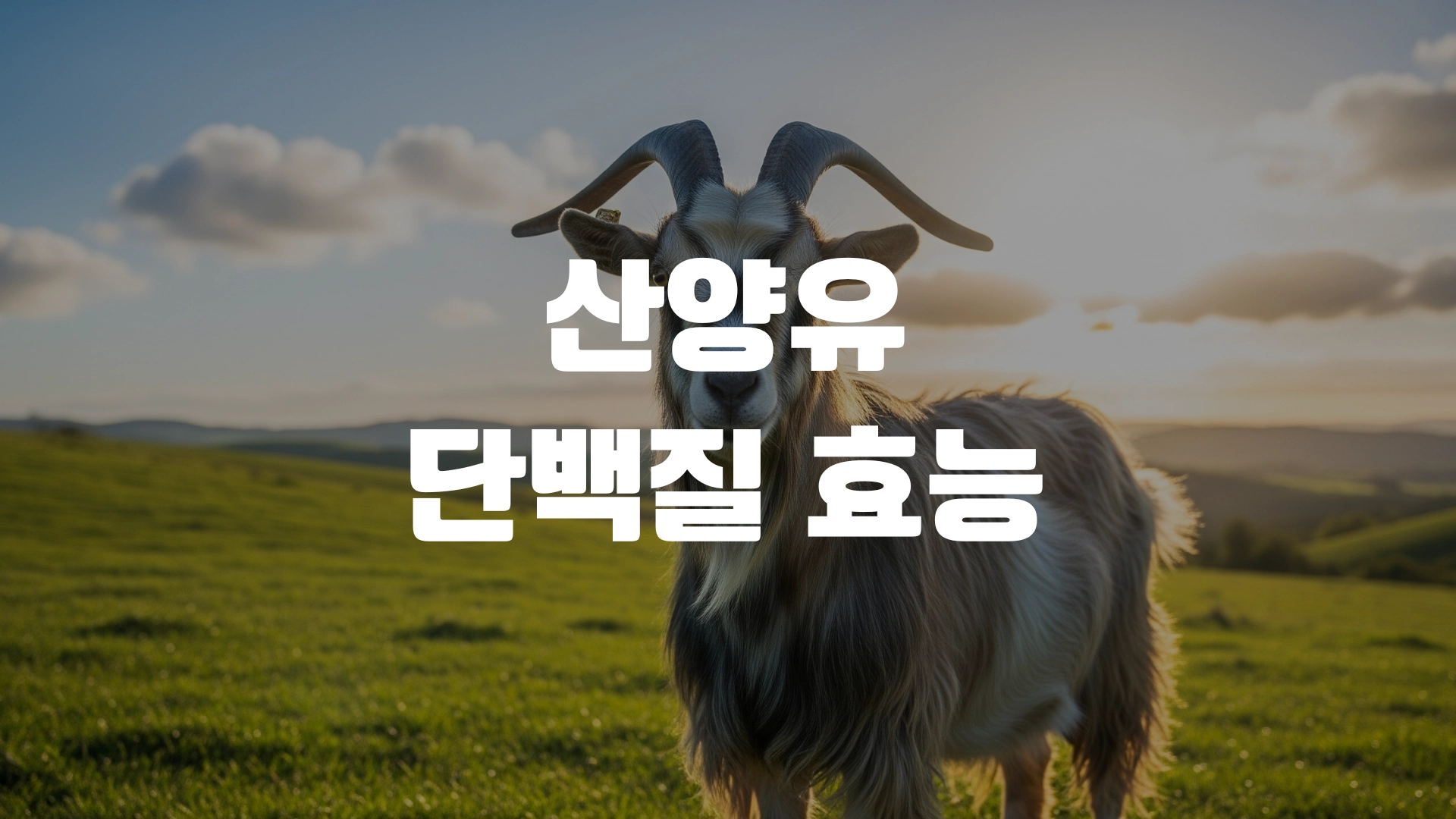 산양유 단백질 효능 총정리 포스팅 섬네일