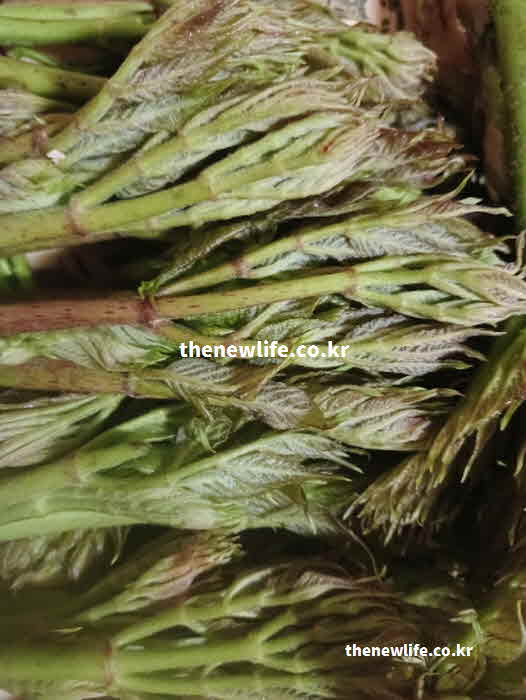 두릅 효능 혈당 조절 클로로겐산