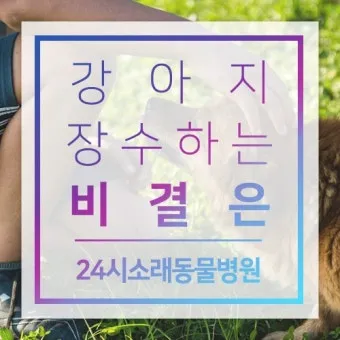 강아지 오래사는 신장관리 비법 생활습관_16