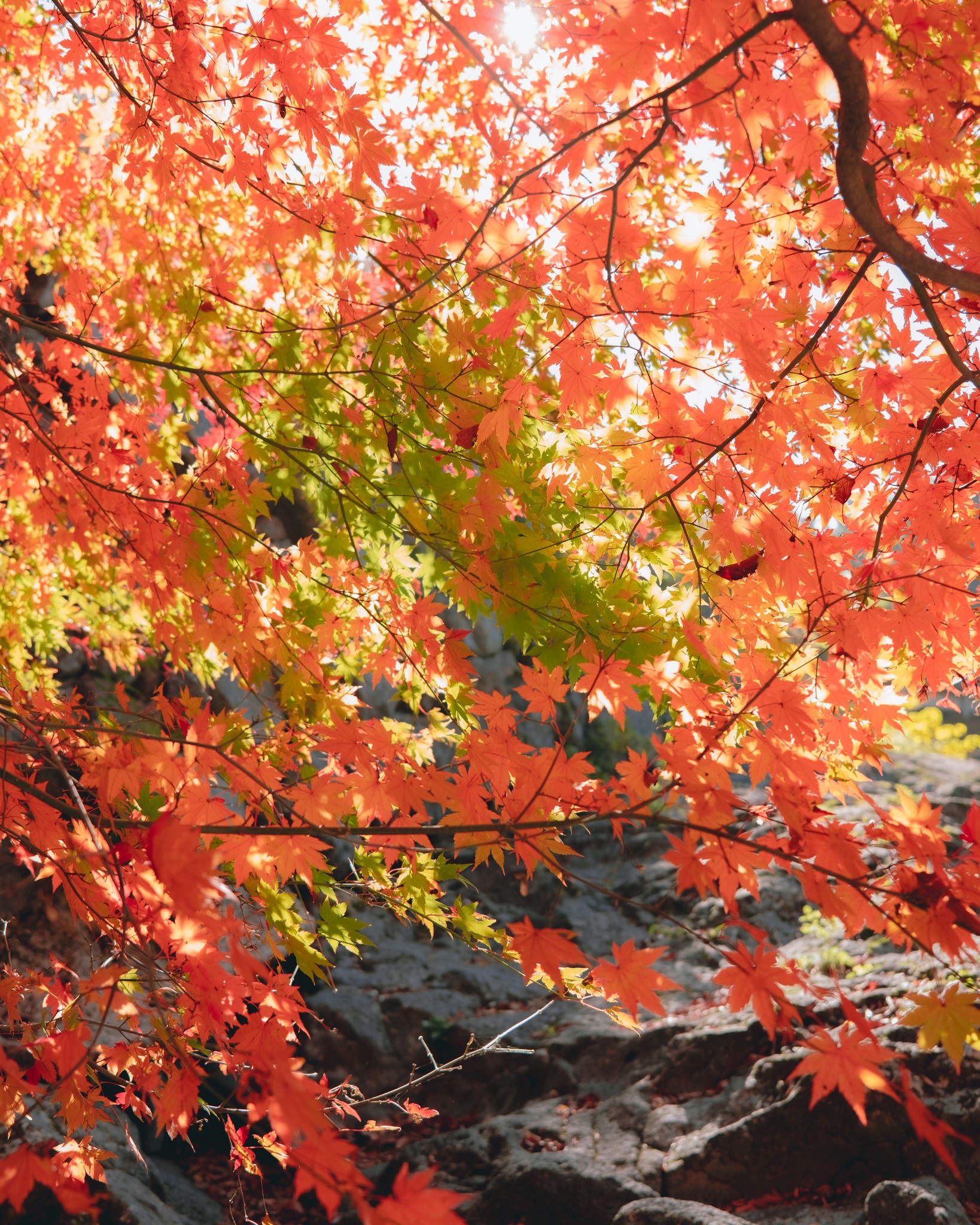 천아숲길(천아계곡)