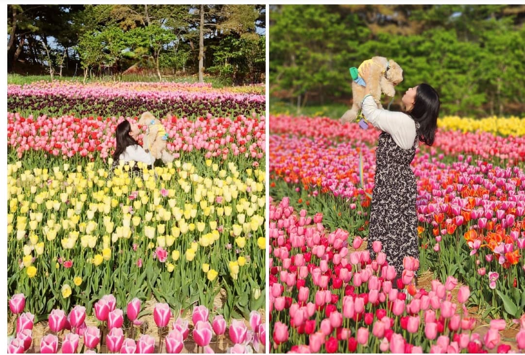 [4월 봄꽃 축제]튤립 축제 즐기기 좋은 서울 근교 여행지 Best 3