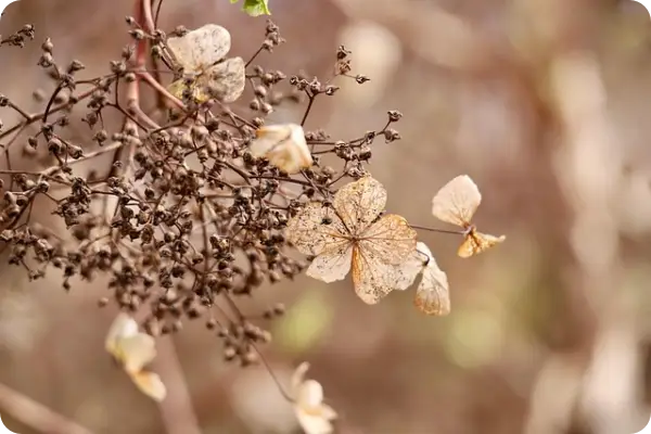 장생포 수국축제
