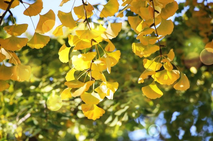 은행나무 자연풍경