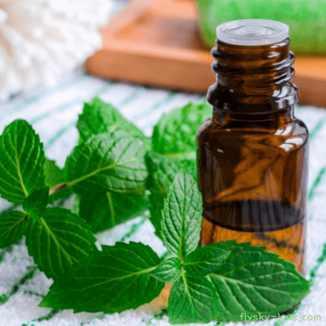 스피아민트 (Spearmint) 오일